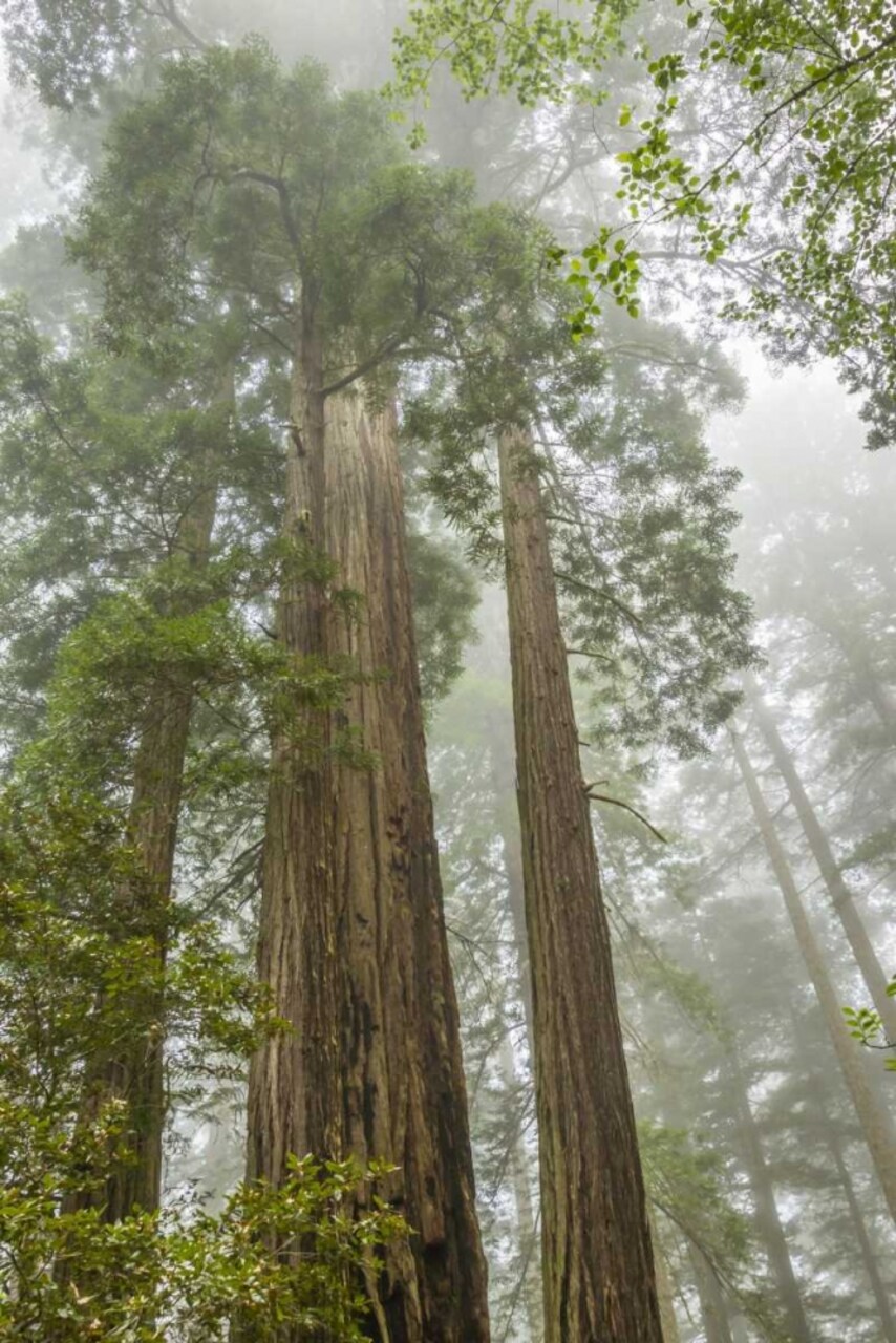 California, Redwoods NP Redwood trees and fog by Cathy - Gordon Illg - Item # VARPDXUS05BJY0207